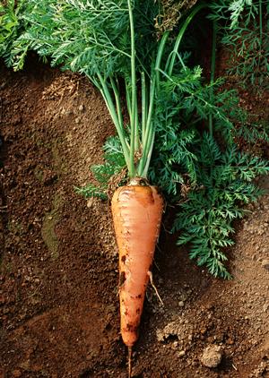 東京シーシャバーなら恵比寿モフーム