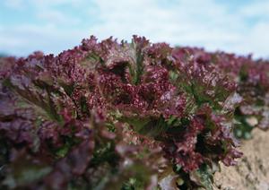 ダイエットと相性が良い宅配弁当